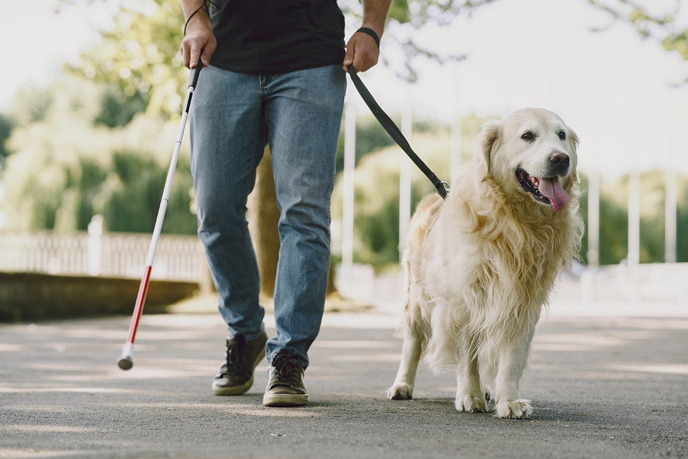 Pessoa a caminhar com um cão-guia e uma bengala branca, indicando deficiência visual, num ambiente exterior.